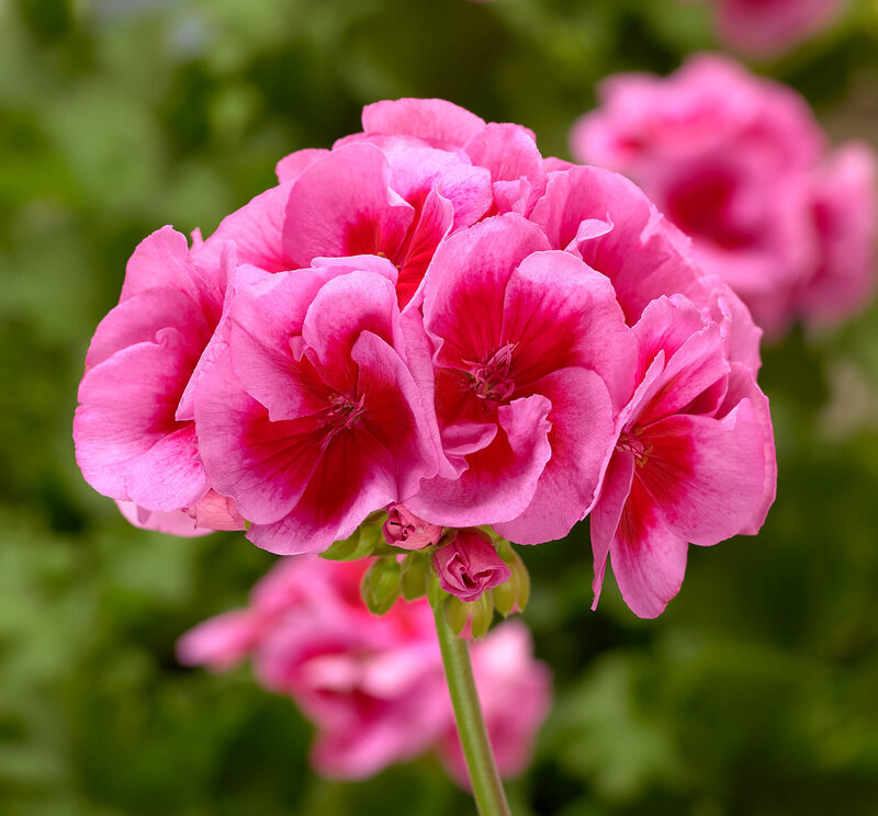Pelargonium peltatum - Hybriden 'Calliope'
