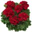 Pelargonium peltatum - Hybriden 'Calliope'