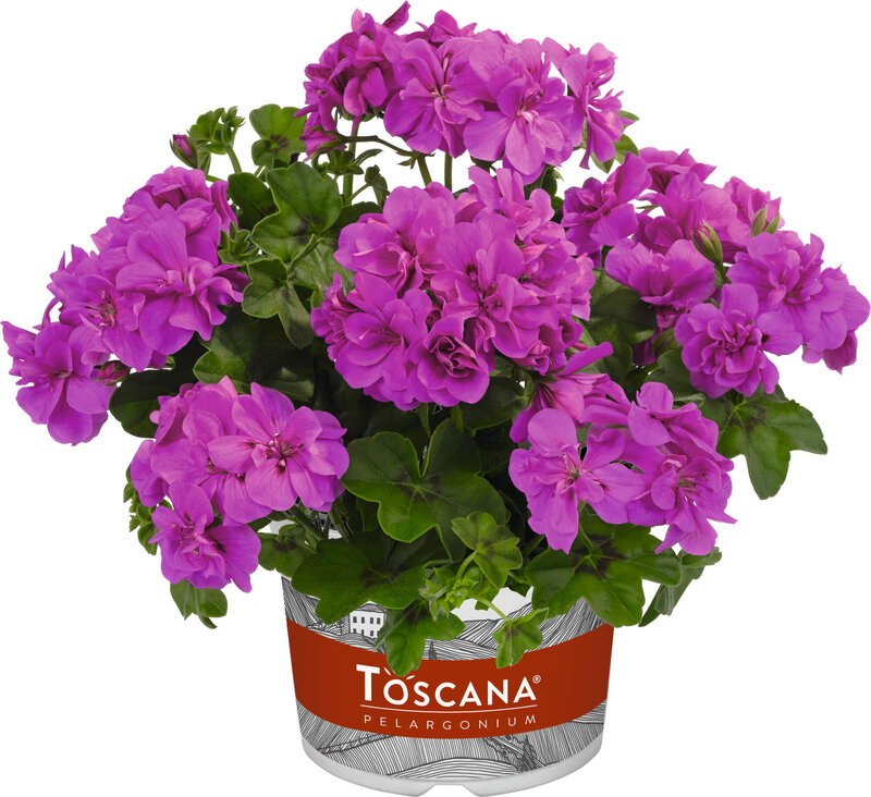 Pelargonium peltatum - Hybriden