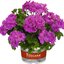 Pelargonium peltatum - Hybriden