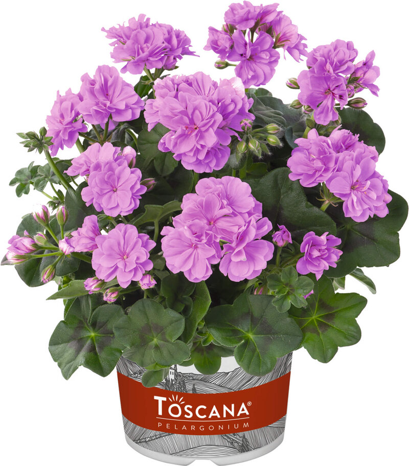 Pelargonium peltatum - Hybriden
