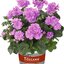 Pelargonium peltatum - Hybriden