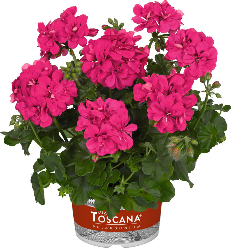 Pelargonium peltatum - Hybriden