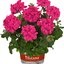 Pelargonium peltatum - Hybriden
