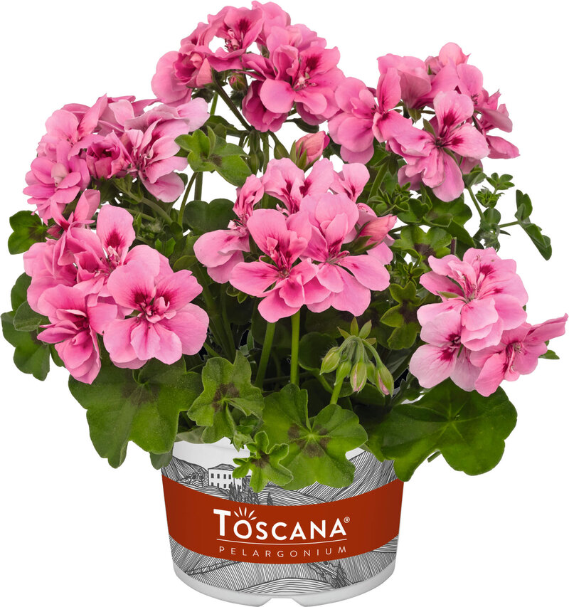 Pelargonie, halbhängend STARKL