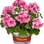 Pelargonium peltatum - Hybriden