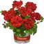 Pelargonium peltatum - Hybriden