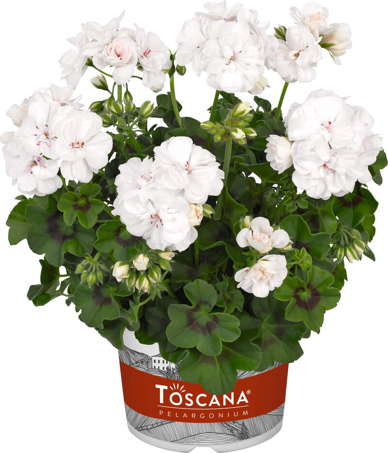 Pelargonium peltatum - Hybriden