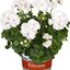 Pelargonium peltatum - Hybriden