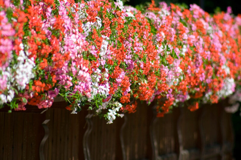 Pelargonium peltatum Ville de Paris