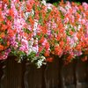 Pelargonium peltatum Ville de Paris