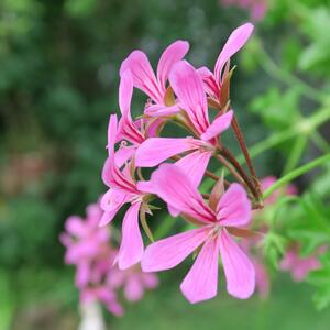 Pelargonium peltatum Ville de Paris