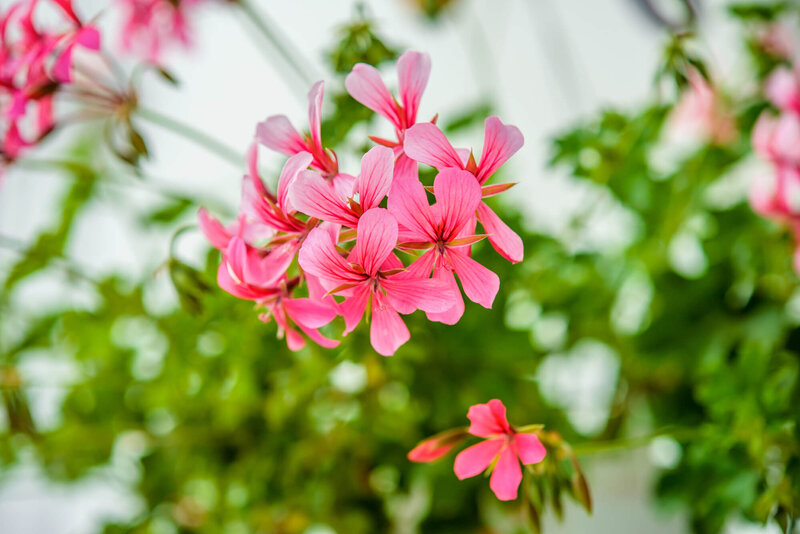Pelargonium peltatum Ville de Paris