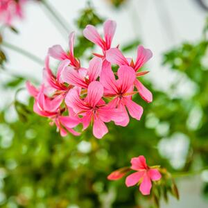 Pelargonium peltatum Ville de Paris