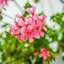 Pelargonium peltatum Ville de Paris