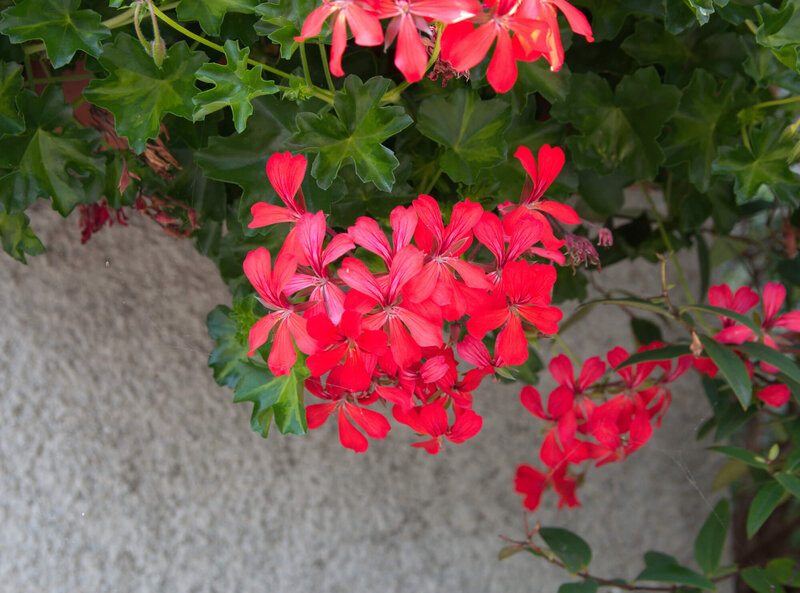 Pelargonium peltatum Ville de Paris