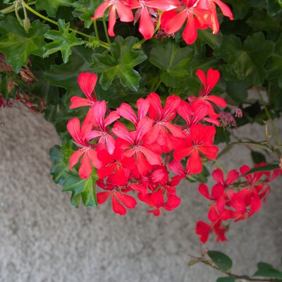 Pelargonium peltatum Ville de Paris
