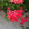 Pelargonium peltatum Ville de Paris