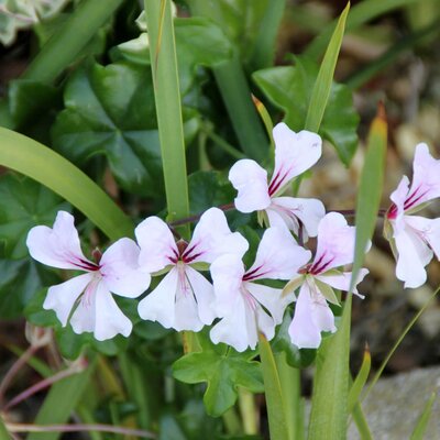 Pelargonium peltatum Ville de Paris