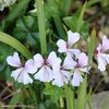 Pelargonium peltatum Ville de Paris