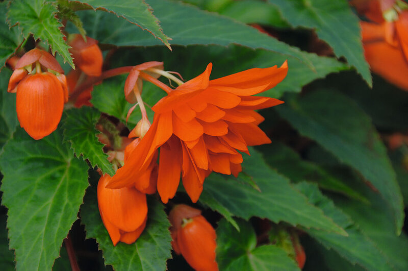 Begonia tuberhybrida 'Belleconia'