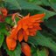Begonia tuberhybrida 'Belleconia'