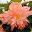 Begonia tuberhybrida 'Belleconia'