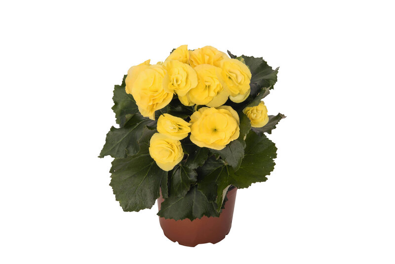 Begonia tuberhybrida