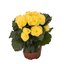Begonia tuberhybrida