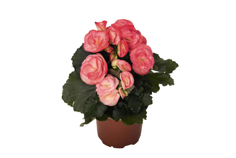 Begonia tuberhybrida