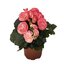 Begonia tuberhybrida