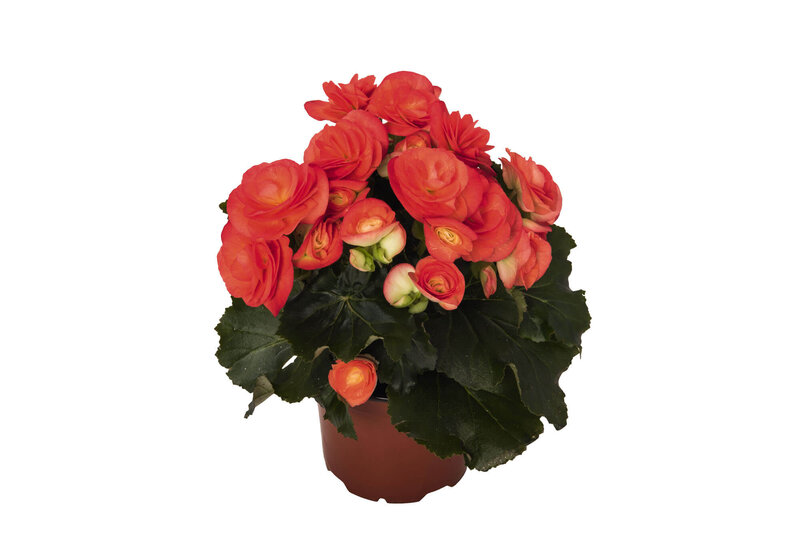 Begonia tuberhybrida