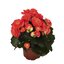 Begonia tuberhybrida