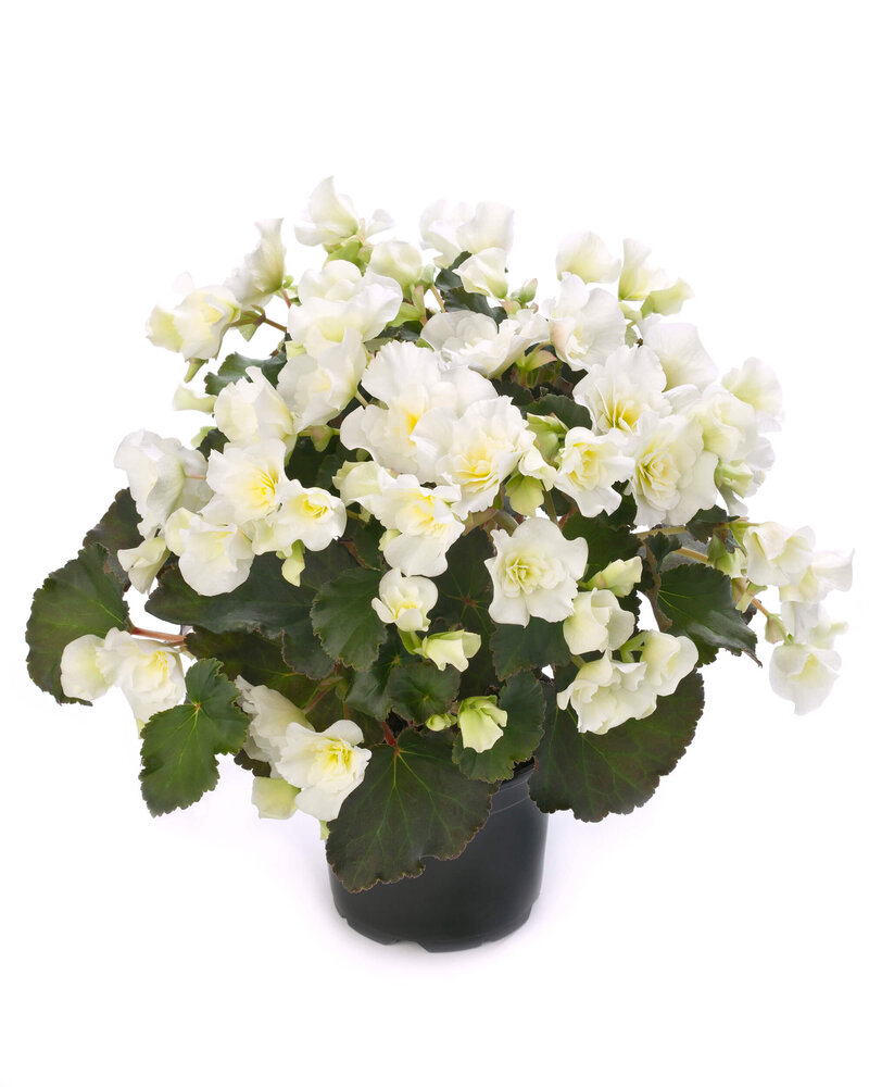 Begonia tuberhybrida