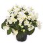 Begonia tuberhybrida