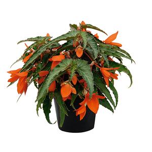 Begonia tuberhybrida Summerwings