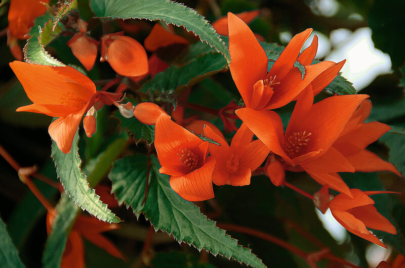 Begonia tuberhybrida Summerwings
