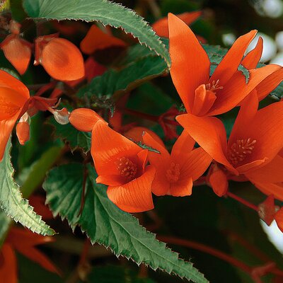 Begonia tuberhybrida Summerwings