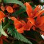 Begonia tuberhybrida Summerwings