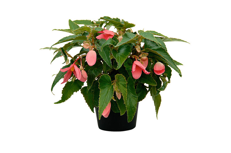 Begonia tuberhybrida Summerwings