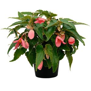 Begonia tuberhybrida Summerwings