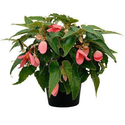 Begonia tuberhybrida Summerwings