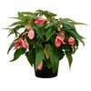 Begonia tuberhybrida Summerwings