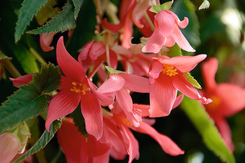 Begonia tuberhybrida Summerwings