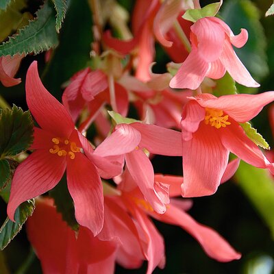 Begonia tuberhybrida Summerwings