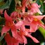 Begonia tuberhybrida Summerwings
