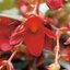 Begonia tuberhybrida Summerwings