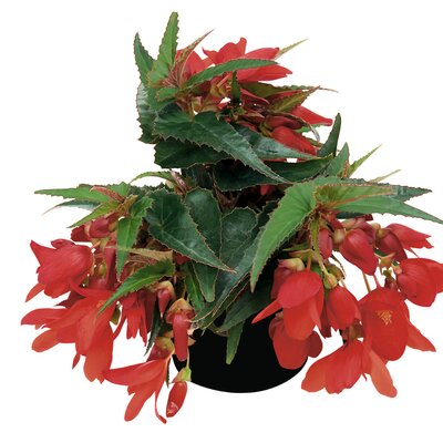 Begonia tuberhybrida Summerwings