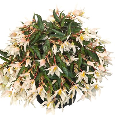 Begonia tuberhybrida Summerwings