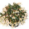 Begonia tuberhybrida Summerwings